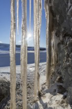 Sun shining through icicles at Mohnbukta, bay at western shore of Storfjorden in Sabine Land,