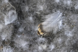 Close-up of eiderdown, soft fluffy down feathers of the common eider duck (Somateria mollissima) in
