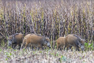 Wild boar (Sus scrofa) juveniles foraging along edge of farmland, stubble field in summer
