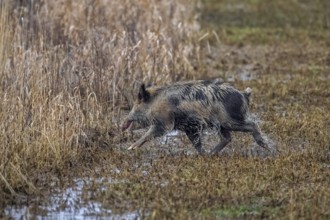 Solitary feral spotted wild boar (Sus scrofa), boar-pig hybrid foraging along edge of farmland,