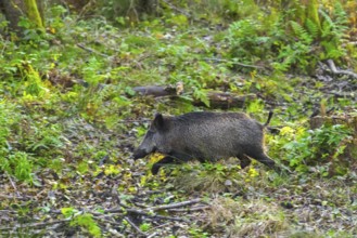 Wild boar (Sus scrofa) running through underbrush of forest in autumn, fall