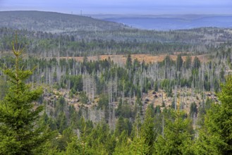 Aerial view over forest with dead spruce trees in the Harz Mountains, damage caused by bark beetle