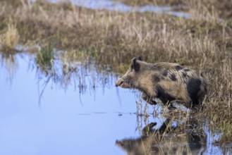 Fleeing feral spotted wild boar (Sus scrofa), boar-pig hybrid crossing shallow water of pond in