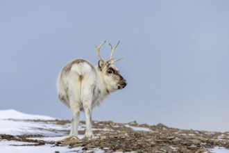 Svalbard reindeer (Rangifer tarandus platyrhynchus) adult in thick winter coat foraging on snow