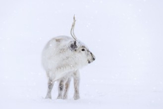 Svalbard reindeer (Rangifer tarandus platyrhynchus) adult in thick winter coat during snowfall on