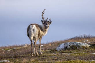 Reindeer (Rangifer tarandus) female, cow with shed antler branch, foraging on the tundra in autumn,
