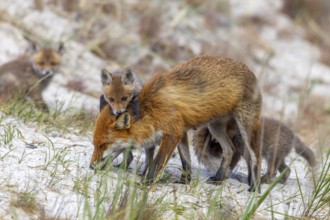 Red fox (Vulpes vulpes) female, vixen with playing kits, cubs near den in the dunes in spring