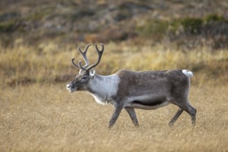 Reindeer (Rangifer tarandus) female, cow with antlers covered in velvet, foraging on the tundra in