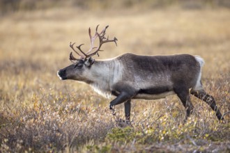 Reindeer (Rangifer tarandus) female, cow with bloody antlers after shedding velvet, foraging on the