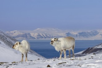 Two Svalbard reindeer (Rangifer tarandus platyrhynchus) with cast antlers foraging on snow covered