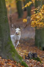 Leucistic European fallow deer (Dama dama) white buck, male with big antlers looking from behind