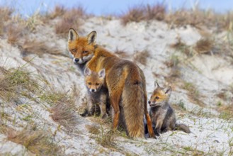 Red fox (Vulpes vulpes) female, vixen with two playful kits, cubs near den in the dunes in spring