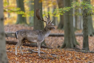 European fallow deer (Dama dama) buck, male with big antlers in forest showing autumn colours, fall