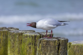 Black-headed gull (Chroicocephalus ridibundus, Larus ridibundus) adult bird in summer plumage