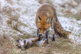 Red fox (Vulpes vulpes) female, vixen with playful kit, cub near den in the dunes in spring