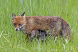 Red fox (Vulpes vulpes) female, vixen suckling her kits, cubs in meadow in spring