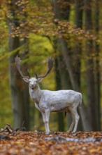 Leucistic European fallow deer (Dama dama) white buck, male with big antlers in forest showing