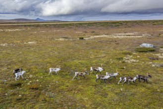 Aerial view over reindeer (Rangifer tarandus) herd running over the tundra in autumn, fall,