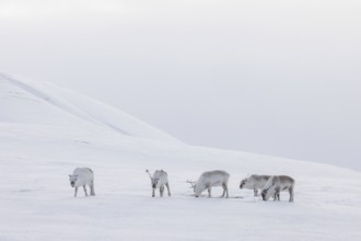 Svalbard reindeer (Rangifer tarandus platyrhynchus) herd in thick winter coats foraging on snow