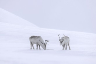 Svalbard reindeer (Rangifer tarandus platyrhynchus) two adults in thick winter coat foraging on