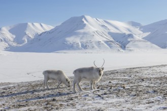 Two Svalbard reindeer (Rangifer tarandus platyrhynchus) in thick winter coat foraging on snow
