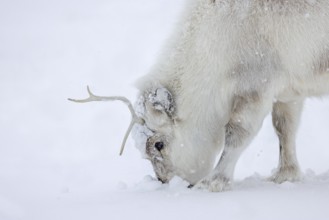 Svalbard reindeer (Rangifer tarandus platyrhynchus) in thick winter coat foraging during snowfall