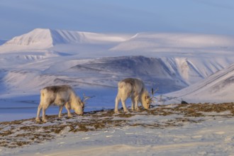 Svalbard reindeer (Rangifer tarandus platyrhynchus) two adults in thick winter coats foraging on