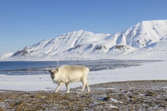 Svalbard reindeer (Rangifer tarandus platyrhynchus) adult in winter coat with cast antler branch on
