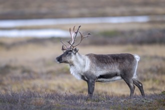 Reindeer (Rangifer tarandus) female, cow with antlers after shedding velvet, foraging on the tundra