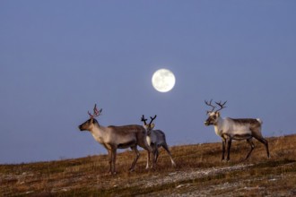 Reindeer (Rangifer tarandus) with bloody antlers after shedding velvet on the tundra at dusk with