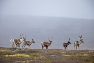 Reindeer (Rangifer tarandus) herd with antlers after shedding velvet, foraging on the tundra in