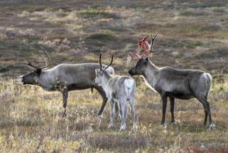 Reindeer (Rangifer tarandus) juvenile with two adults with bloody antlers after shedding velvet on