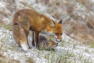 Red fox (Vulpes vulpes) female, vixen with kit, cub near den in the dunes in spring
