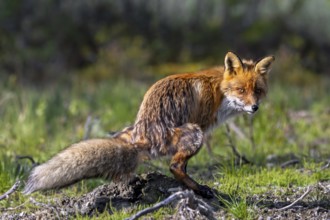 Red foxes (Vulpes vulpes) pooping, defecating in grassland in summer