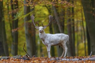 Leucistic European fallow deer (Dama dama) white buck, male with big antlers in forest showing