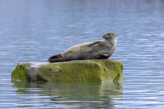 Common seal, harbour seal (Phoca vitulina) resting on rock in the Arctic Ocean along the coast of