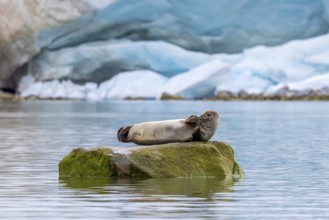 Common seal, harbour seal (Phoca vitulina) resting on rock in the Arctic Ocean in front of glacier