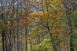 European beeches, common beech trees (Fagus sylvatica) with foliage in yellow, brown and green