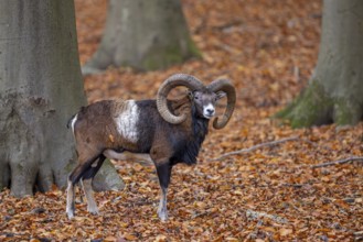 European mouflon (Ovis aries musimon, Ovis gmelini musimon) ram, male with big horns in forest