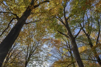 European beeches, common beech trees (Fagus sylvatica) with foliage in yellow and brown autumn
