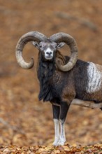 European mouflon (Ovis aries musimon, Ovis gmelini musimon) ram, male with big horns in forest