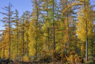 Forest with European larches (Larix decidua), deciduous coniferous trees with needle-like leaves
