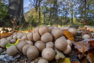 Pear-shaped puffball, stump puffballs (Apioperdon pyriforme, Lycoperdon pyriforme), saprobic fungus