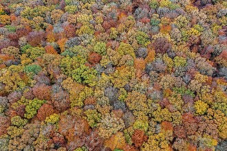 Aerial view over European beeches, beech trees (Fagus sylvatica) with foliage in yellow and brown