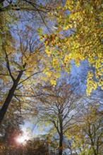 European beeches, common beech trees (Fagus sylvatica) with foliage in yellow and brown autumn