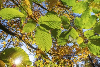 Sun shining through foliage of European beech, common beech tree (Fagus sylvatica), close-up of