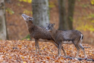 European mouflon (Ovis aries musimon, Ovis gmelini musimon) ewe, female with young ram, male in