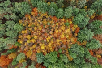 Aerial view over conifers and European beeches, common beech trees (Fagus sylvatica) with foliage