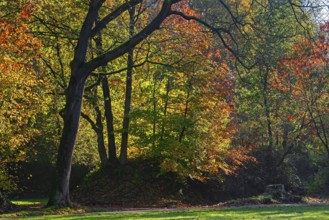 European beeches, common beech trees (Fagus sylvatica) showing foliage in yellow, red and green