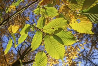 European beech, common beech tree (Fagus sylvatica), close-up of yellow and green leaves in autumn